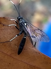 Cratichneumon unifasciatorius