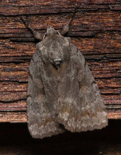 Xestia elimata Guenée, 1852