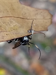 Cratichneumon unifasciatorius