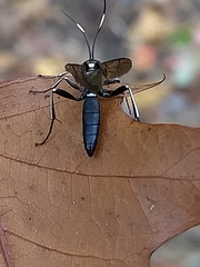 Cratichneumon unifasciatorius
