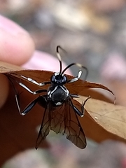 Cratichneumon unifasciatorius
