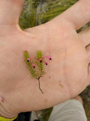 Erica rubiginosa