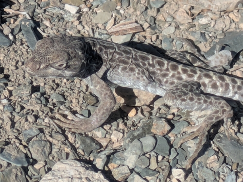 iNaturalist observation photo of Long-nosed Leopard Lizard
