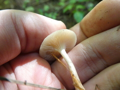 Clitocybe subditopoda