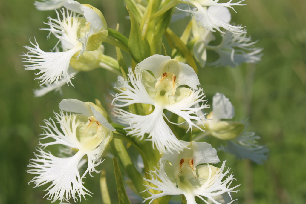 Platanthera praeclara