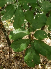 Quercus arkansana