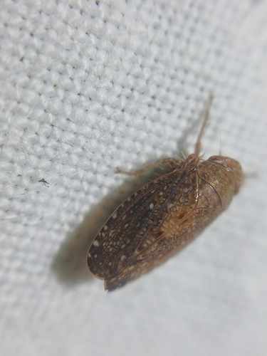 Phlepsius intricatus
