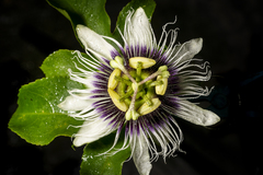 Passiflora edulis