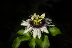 Passiflora edulis