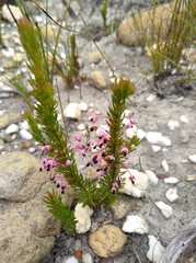 Erica rubiginosa