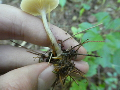 Clitocybe subditopoda