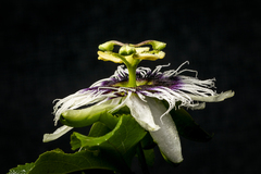 Passiflora edulis