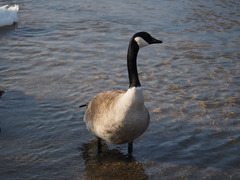 Branta canadensis