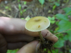 Clitocybe subditopoda
