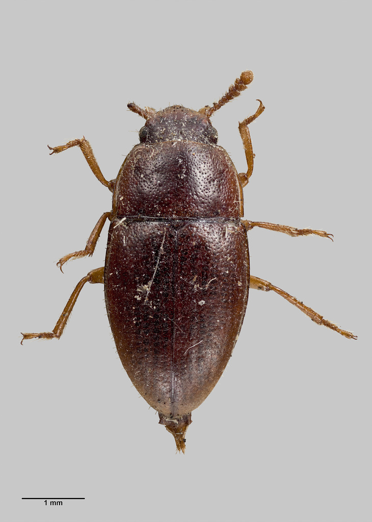 Gnathidiini