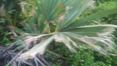 Arecaceae
