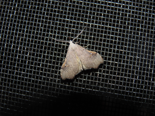 White-spotted Redectis Moth photo 4