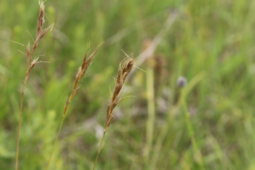 Spike-oat (Helictochloa hookeri)