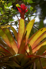 Guzmania blassii