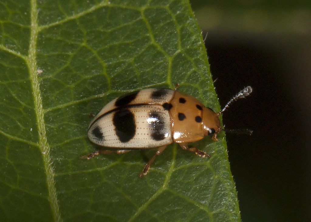 Mycotretus fasciolatus