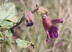 Proboscidea louisianica fragrans