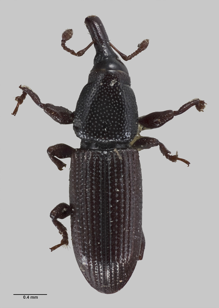 Pentarthrum