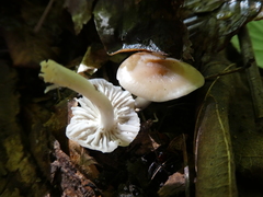 Cuphophyllus colemannianus