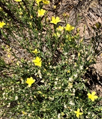 Menodora scabra