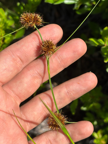 bunched beaksedge (Rhynchospora cephalantha)