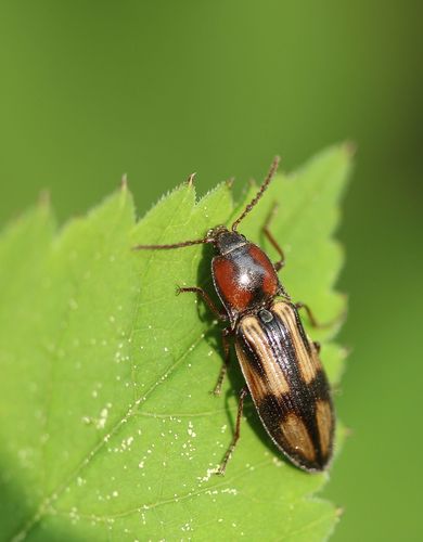 Kryžiuotasis Rugiaspragšis nuotrauka