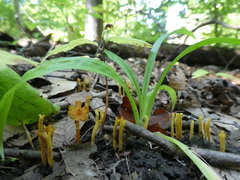Clavulinopsis corniculata