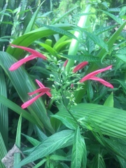 Dicliptera inaequalis