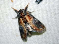 Notodonta scitipennis