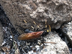 Urocerus californicus