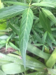 Dicliptera inaequalis