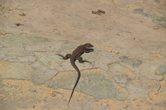 Pholidoscelis plei