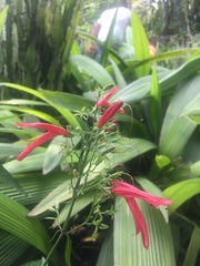 Dicliptera inaequalis