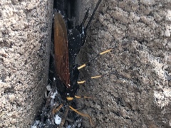 Urocerus californicus