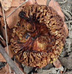 Maclura pomifera