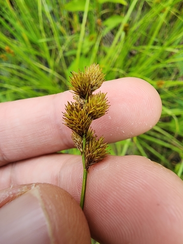 Bebb's sedge