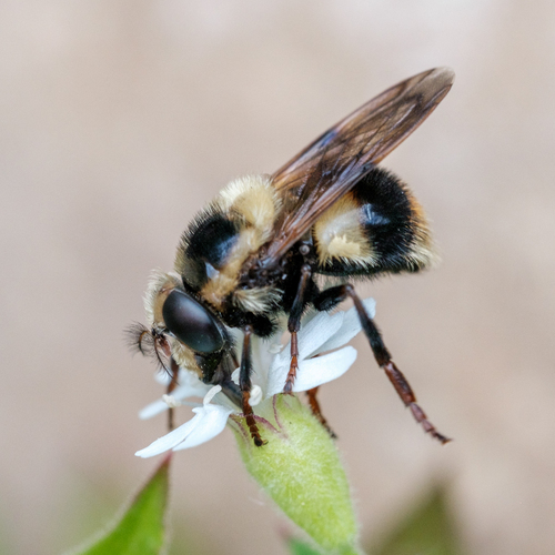 Yellow-faced Swiftwing photo 4