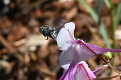 Anthidium maculosum