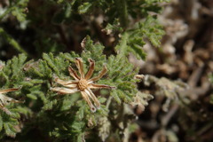 Perityle lemmonii