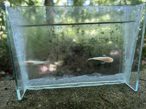 Ozark cavefish (Amblyopsis rosae) — Amblyopsidae — 2