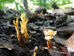 Hygrocybe minutula