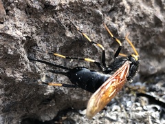 Urocerus californicus