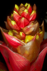 Guzmania blassii