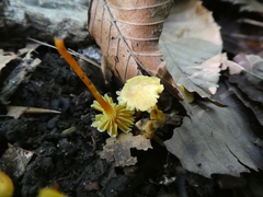 Hygrocybe minutula
