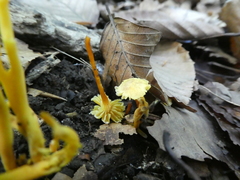 Hygrocybe minutula