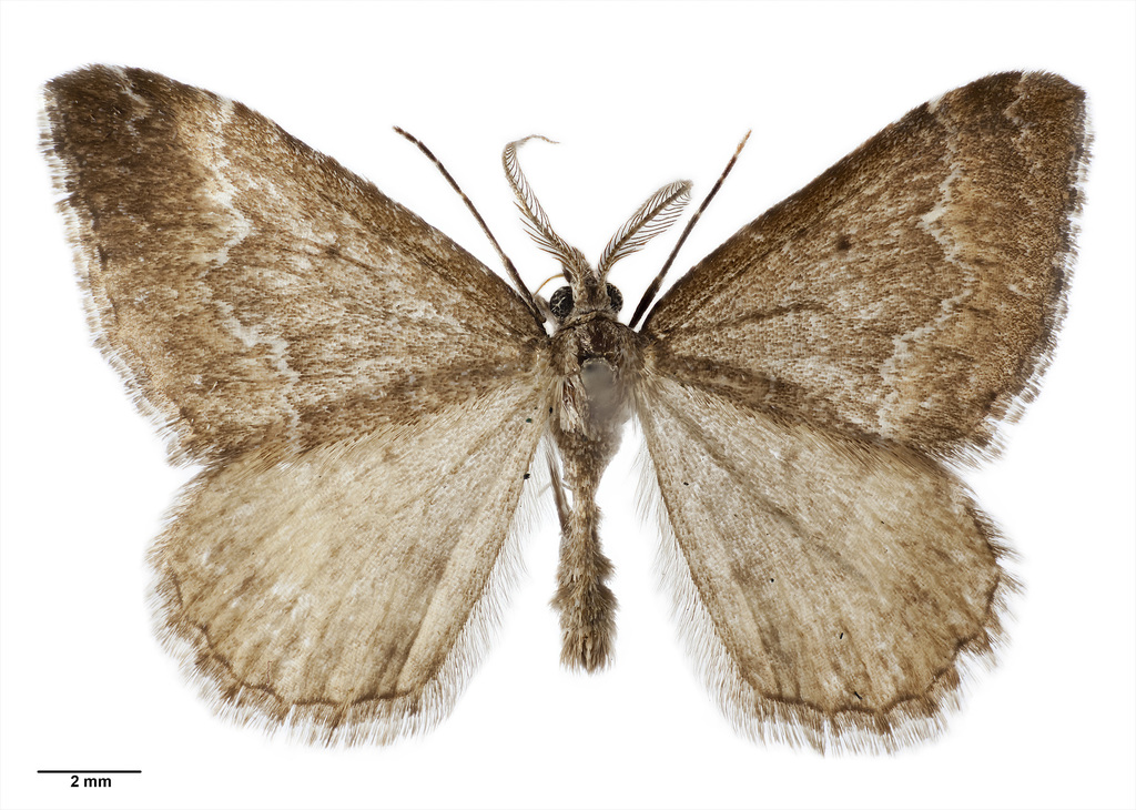 Asaphodes ida